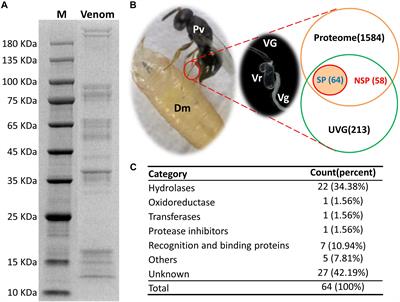 Identification and Comparative Analysis of Venom Proteins in a Pupal Ectoparasitoid, Pachycrepoideus vindemmiae